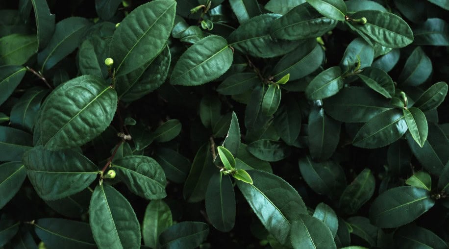 green leaves